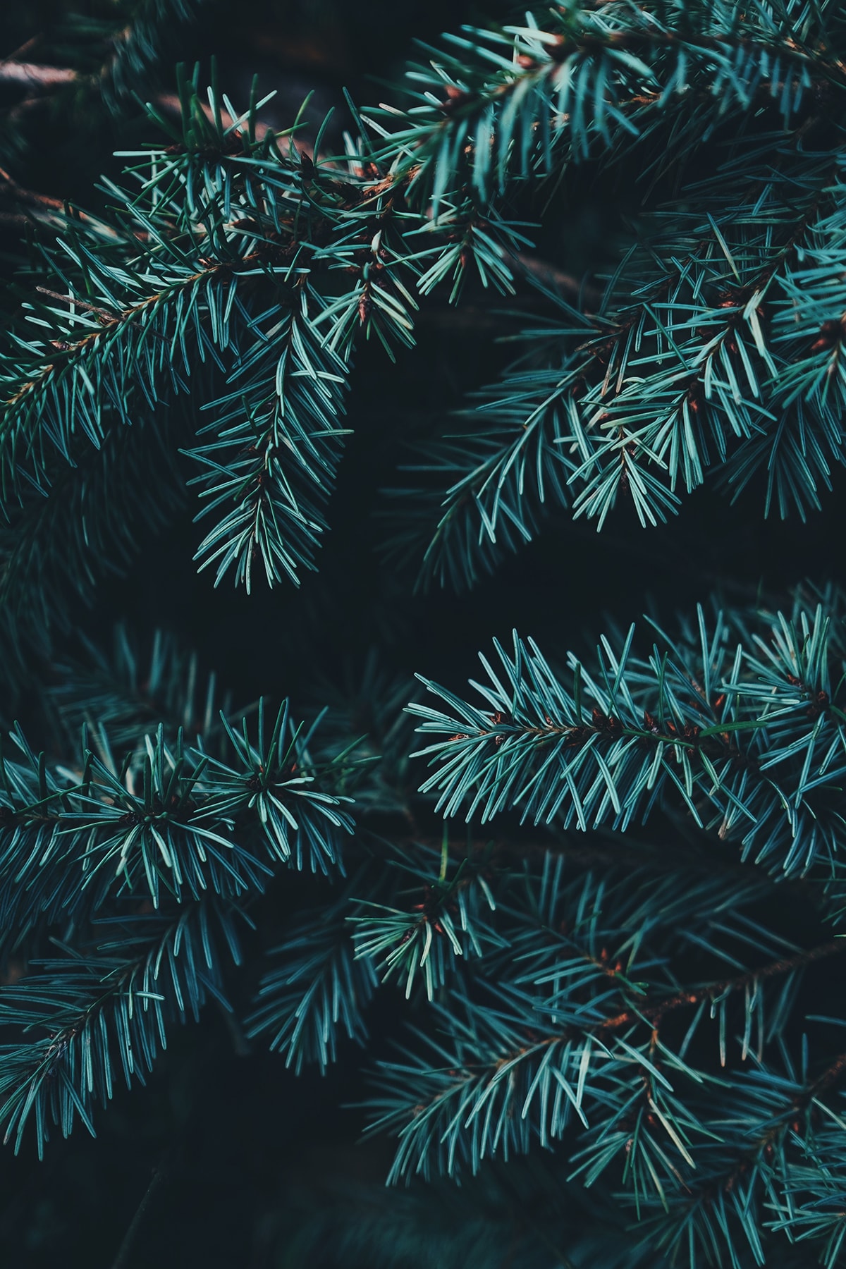 types of christmas trees - fraser fir
