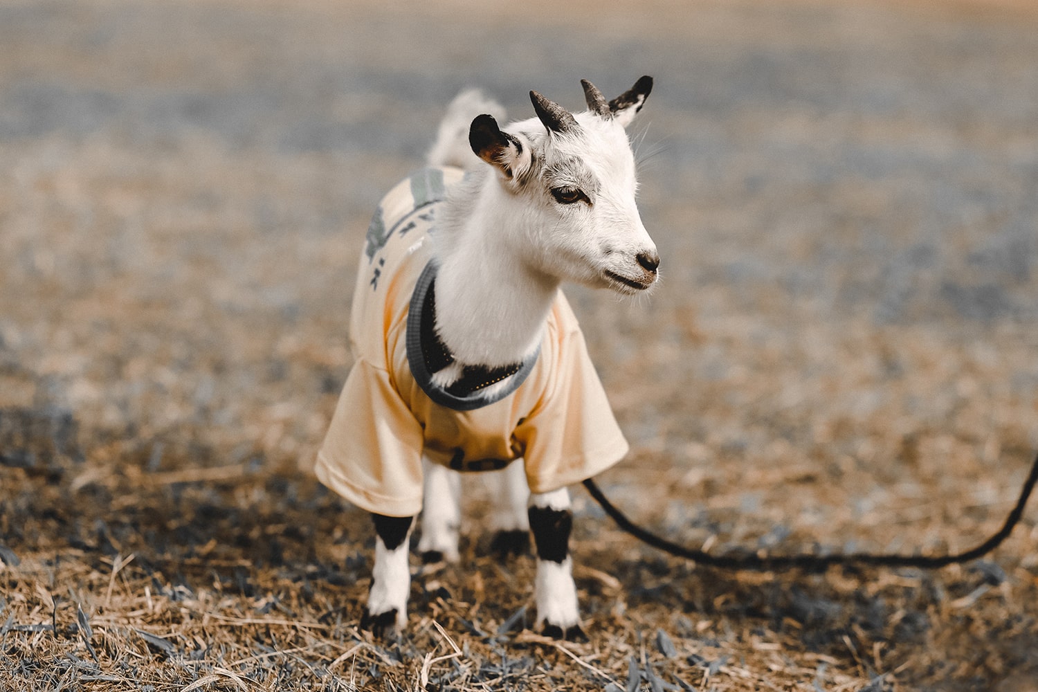 Funny Horoscopes - baby goat for Capricorn