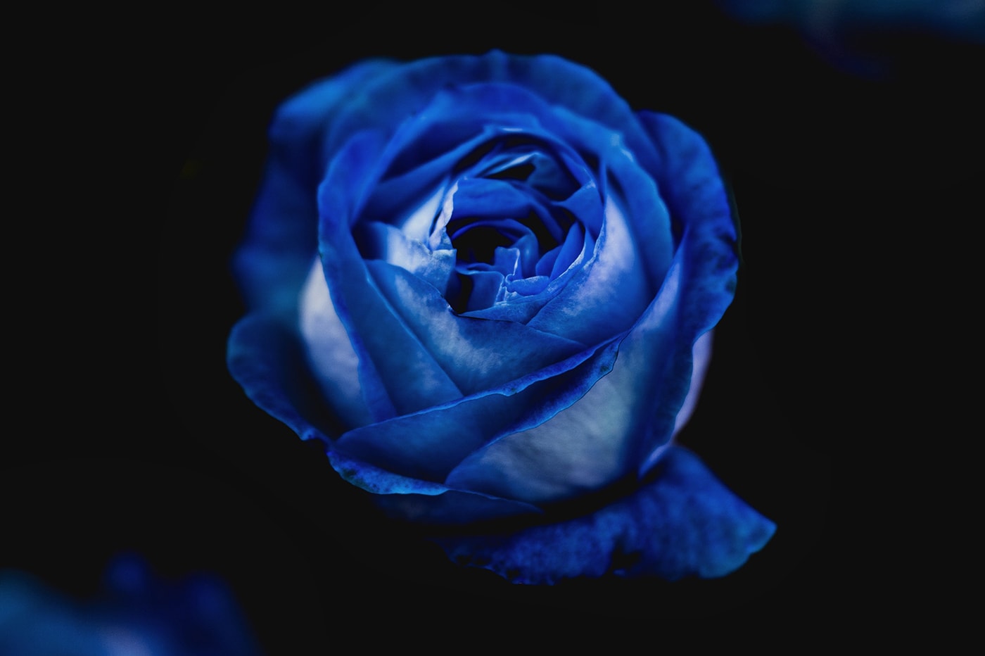 Rose Color Meanings - Blue Roses