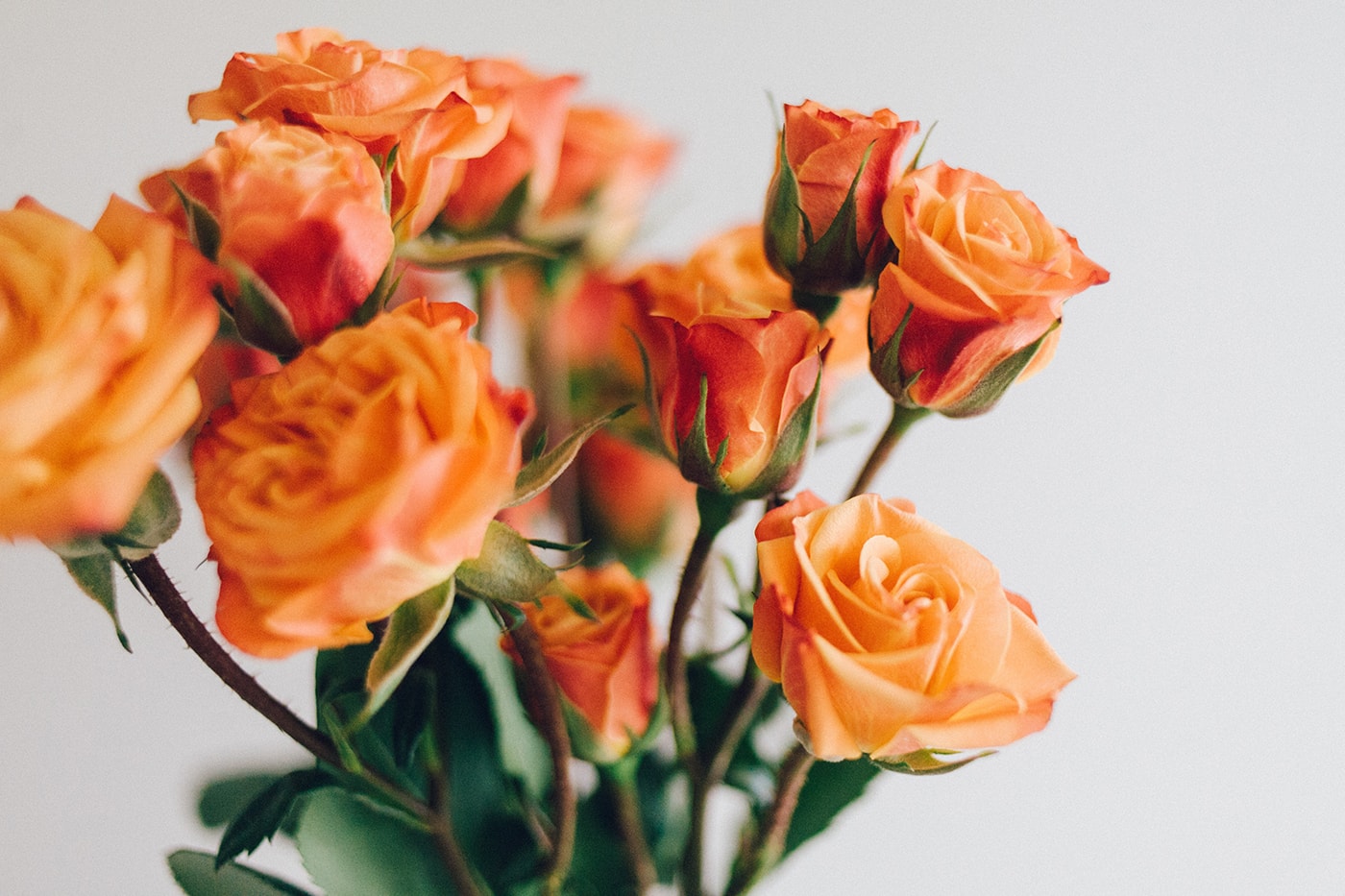 Rose Color Meanings - Orange Roses