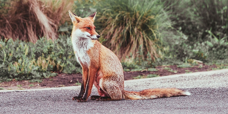 Bad Exotic Pets - Pet Fox