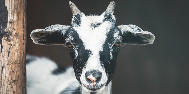 Bad Exotic Pets - Pet Goat