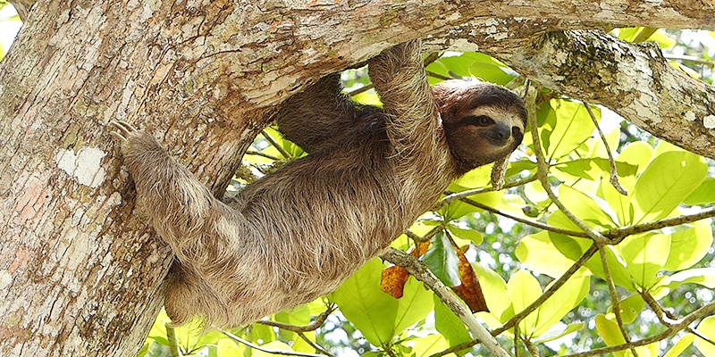 Bad Exotic Pets - Pet Sloth