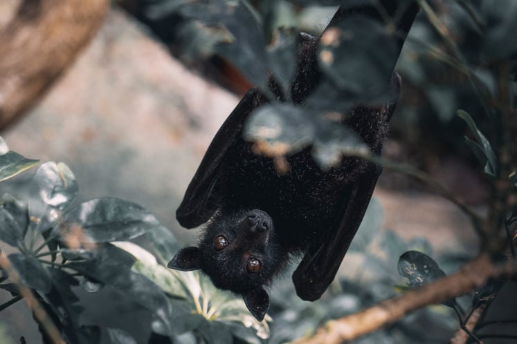 Can You Have a Pet Bat