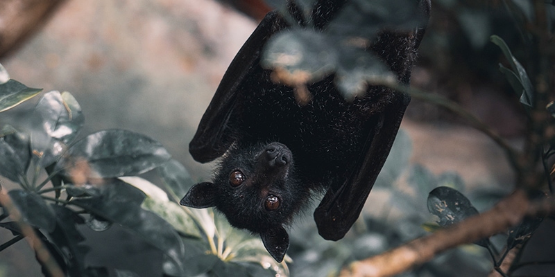 Bad Exotic Pets - Pet Bat