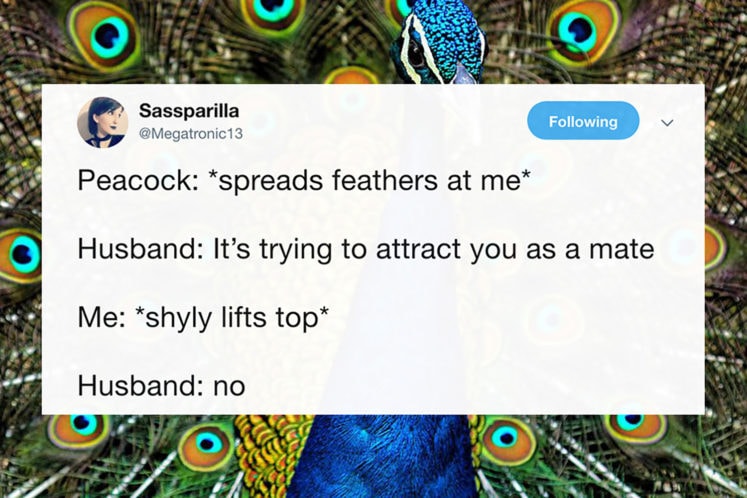 27 Next Level Tweets from @Megatronic13 That Will Leave You In Tears