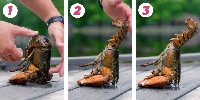 How to Hypnotize a Lobster - step by step