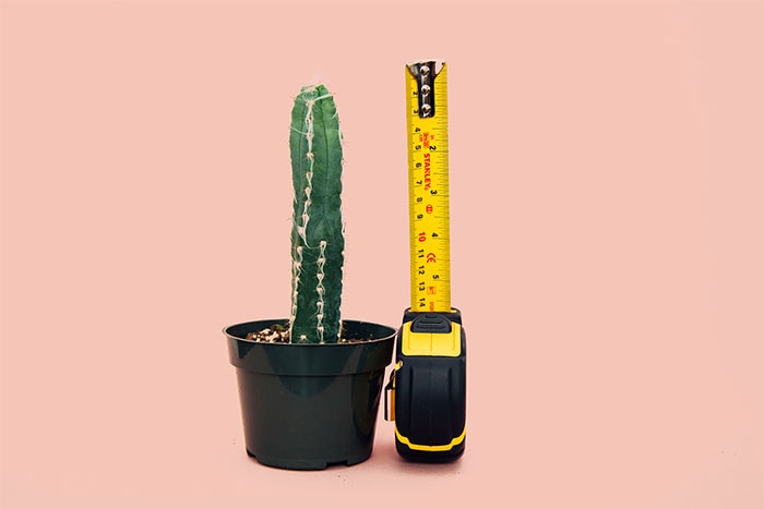 Condom Size in Inches - Cactus with measuring tape