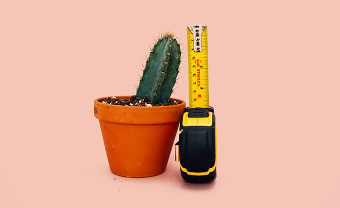 Condom Size in Inches - smaller cactus with measuring tape