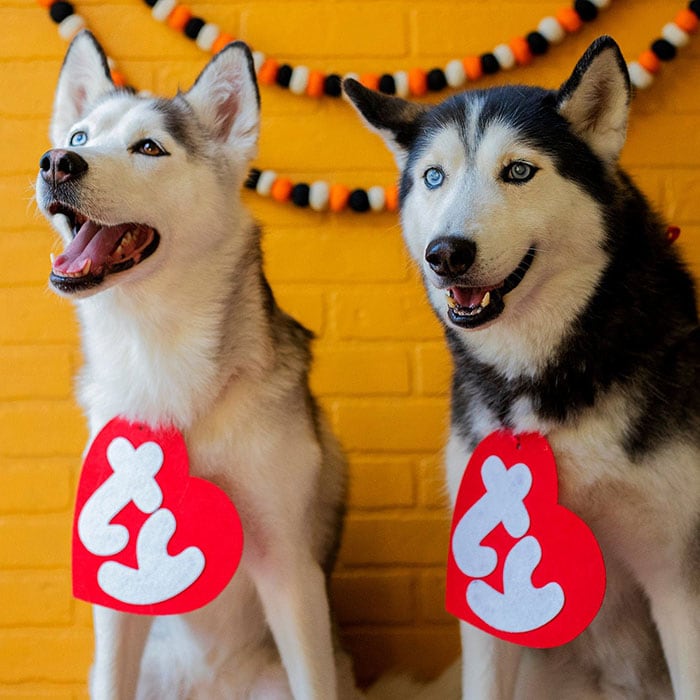 Funny Dog Costumes for Halloween - Huskies as Beanie Babies