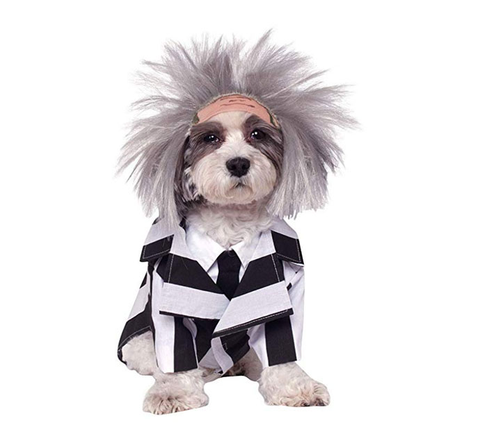 Funny Dog Costumes for Halloween - Beetlejuice