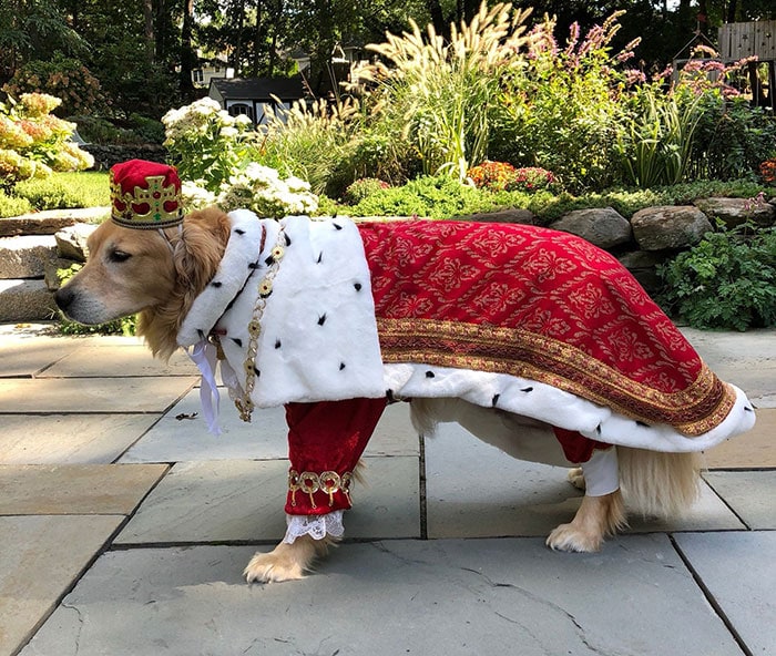 Funny Dog Costumes for Halloween - King George Hamilton