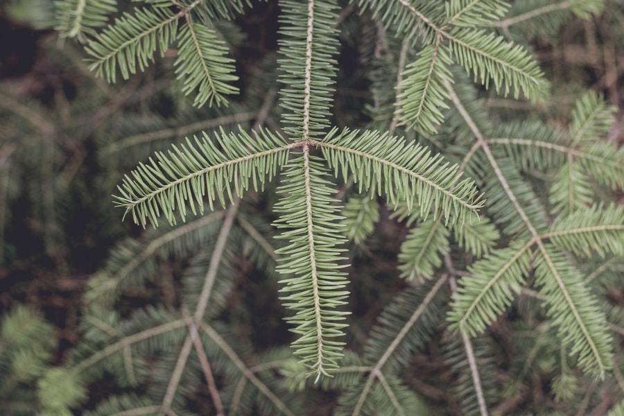types of christmas trees - balsam fir