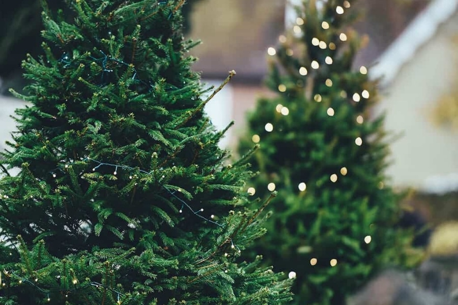 douglas fir christmas tree with lights