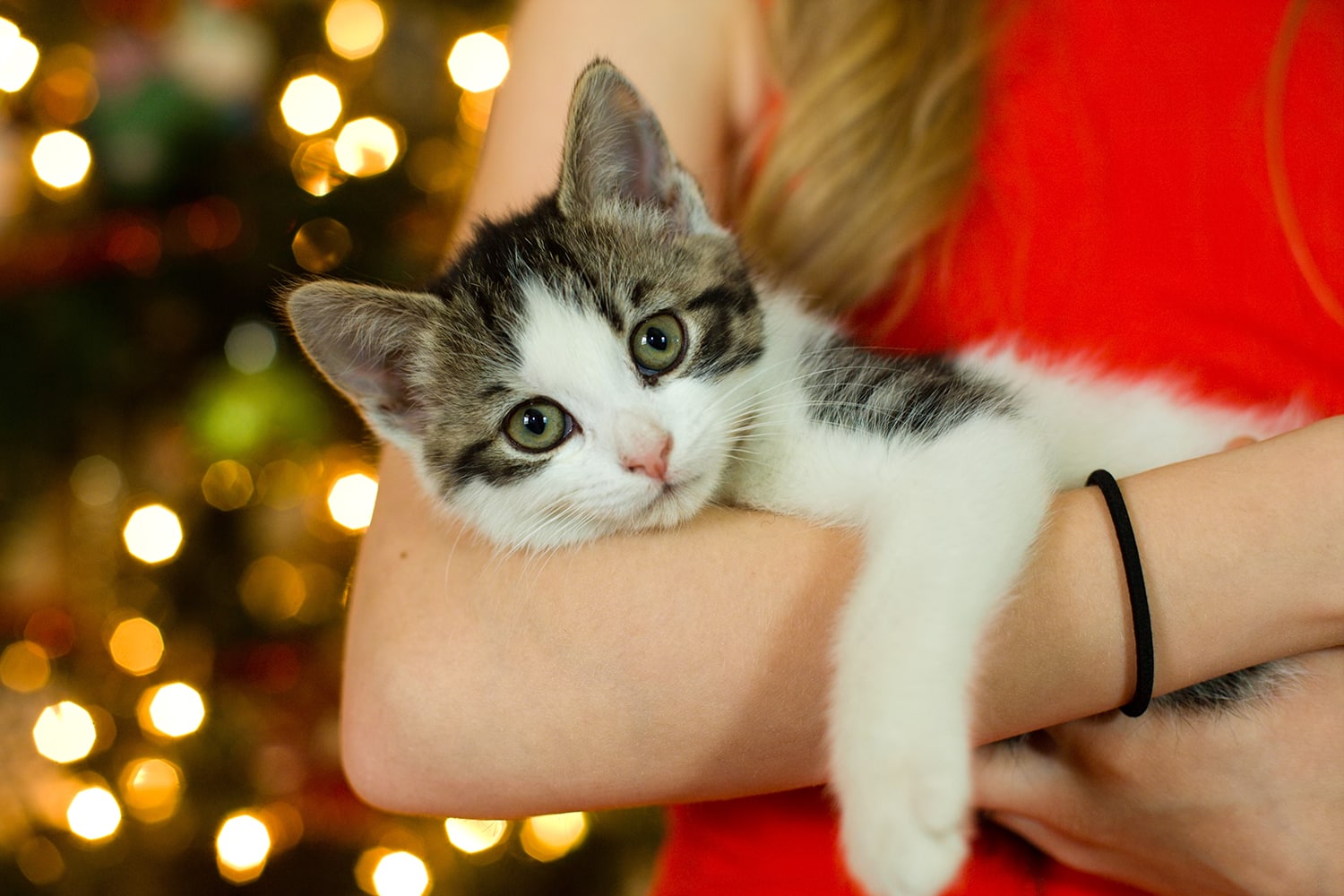 Christmas Hashtags for your Instagram - woman holding cat