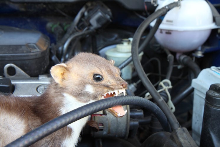 Adorable Martens Cause $79 Million In Car Damage Each Year