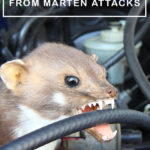 How to Protect Your Car from Martens