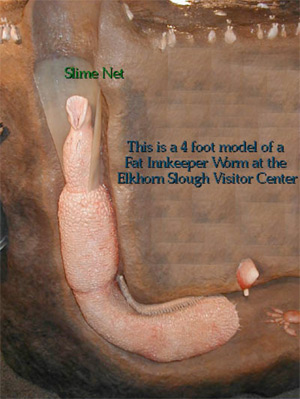 Penis Fish - Fat Innkeeper Worm burrow