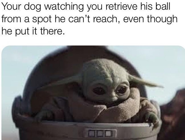 Baby Yoda Memes - Fetch Dog