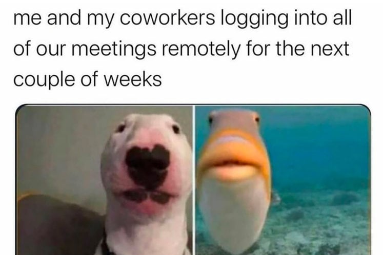 21 Relatable Working From Home Memes