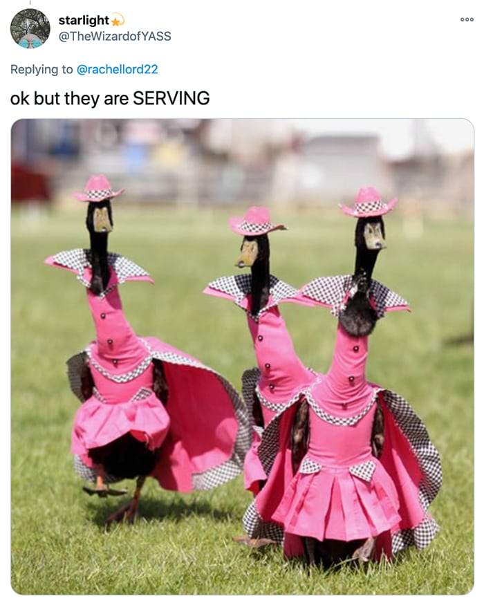 Ducks in Pink Dresses