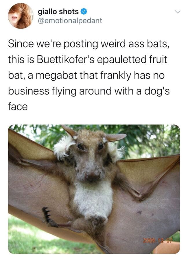 Funny Tweets Women - Bat