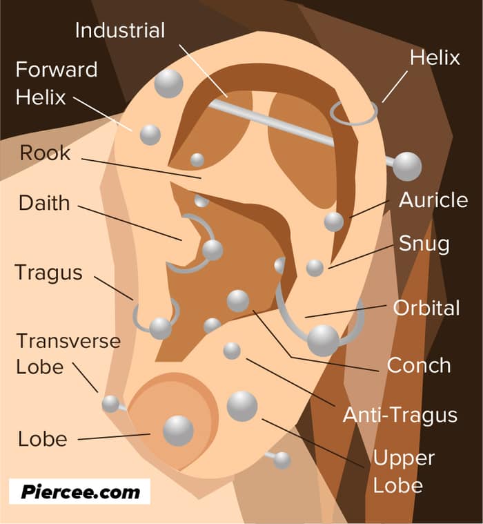 Types of Ear Piercings Chart