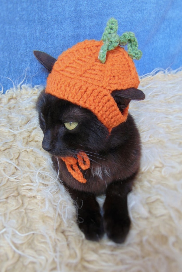 Cats Wearing Hats - Pumpkin