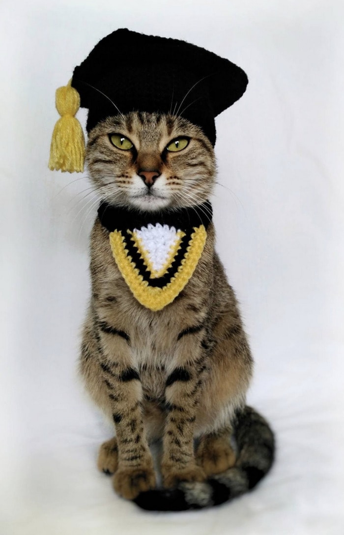 Cats Wearing Hats - Graduation Cap