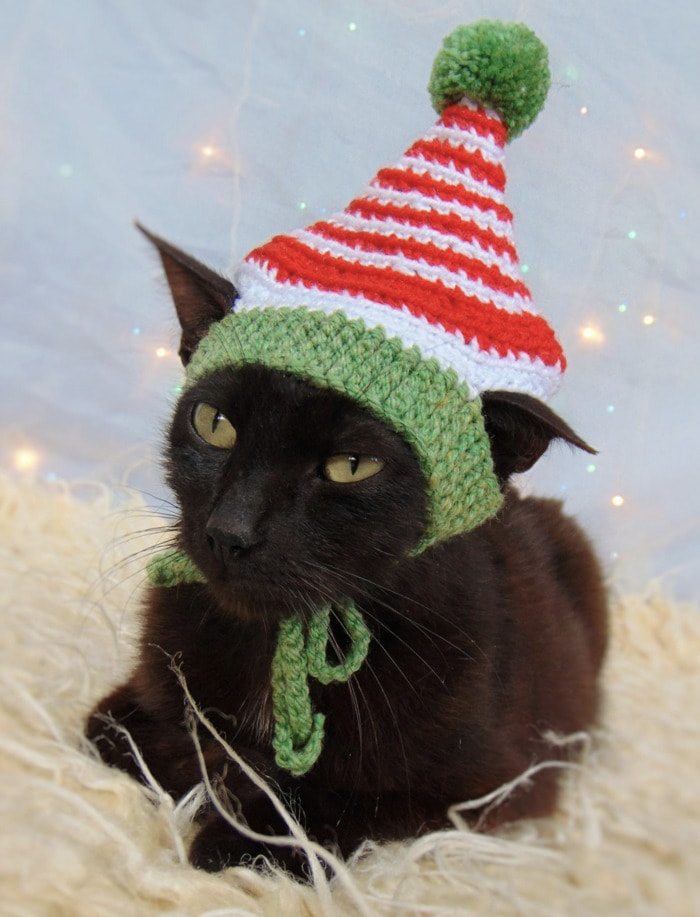 Cats Wearing Hats - Elf