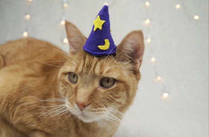 Cats Wearing Hats - Felt Wizard
