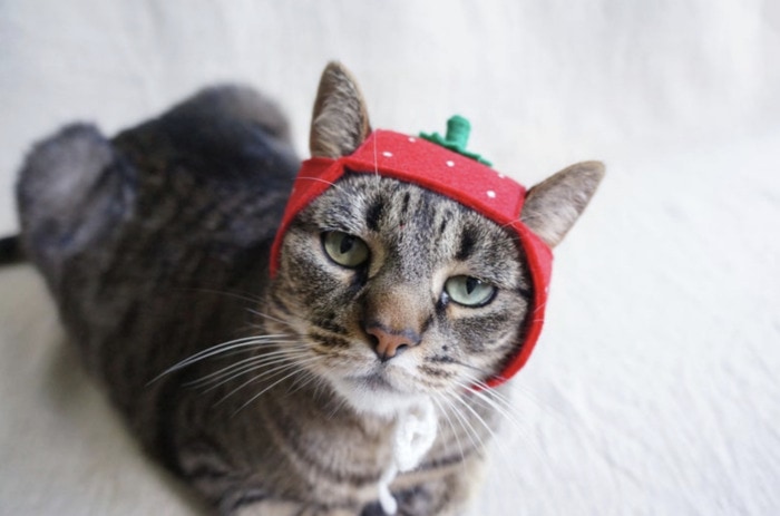 Cats Wearing Hats - Strawberry