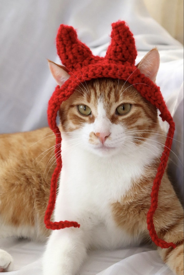 Cats Wearing Hats - Devil Horns