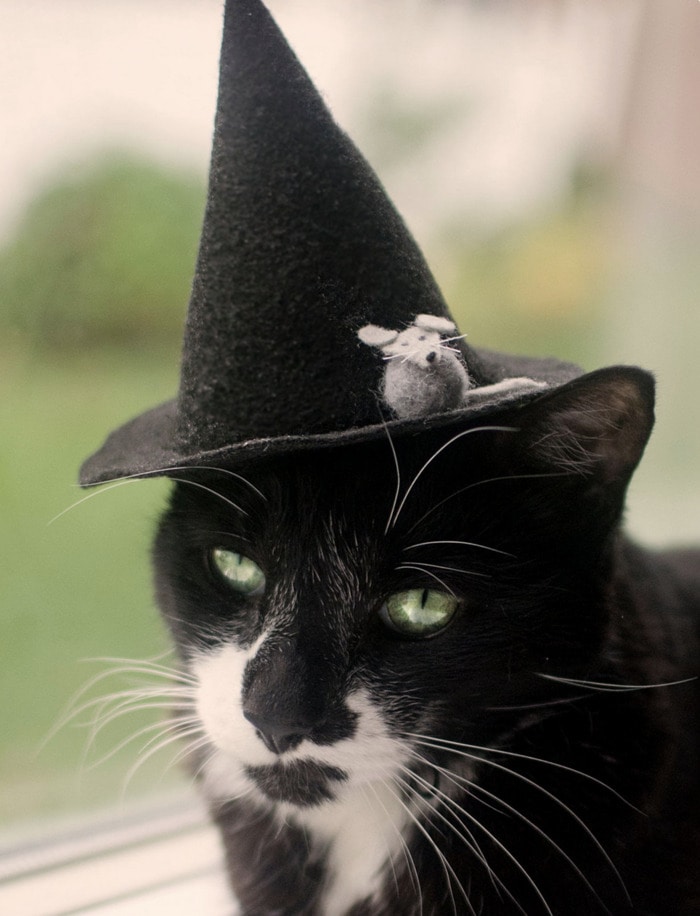 Cats Wearing Hats - Witch