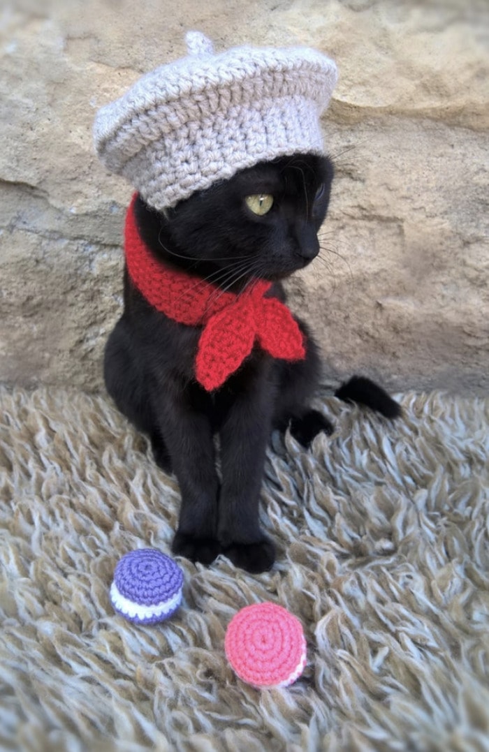 Cats Wearing Hats - French Beret and Scarf with Macarons