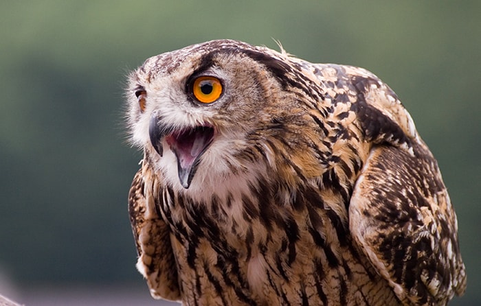 Big Penis Sex Tips - Shocked Owl