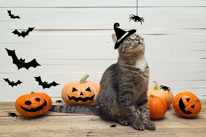 Halloween Jokes - Cat with Pumpkins and Photoshopped Witch Hat