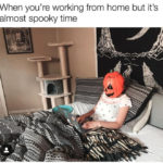 Pumpkin Memes - work