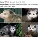 Roxi Horror Tweets - Possums