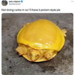 Funny Tweets From Women - cheddar turtle