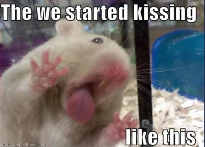 Hamster Memes - Kissing