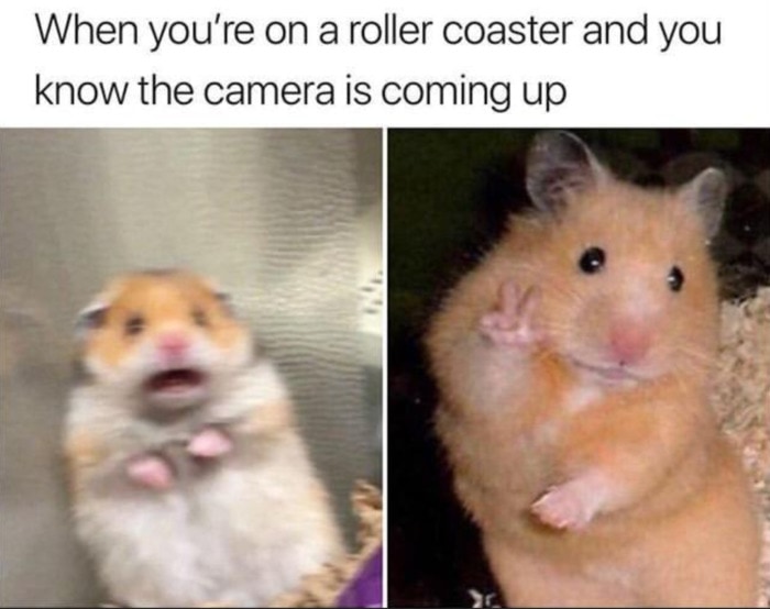 Hamster - Roller Coaster