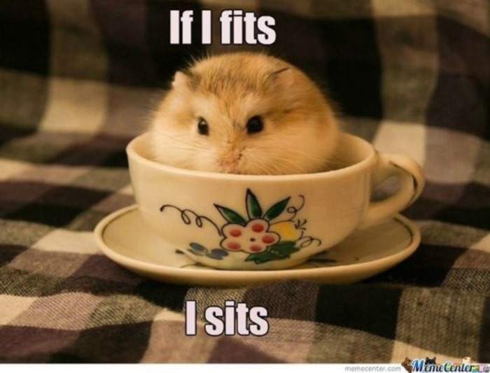 Hamster If It Fits I Sits