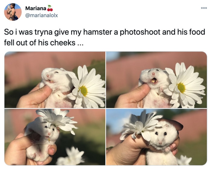 Hamster Memes - Photoshoot