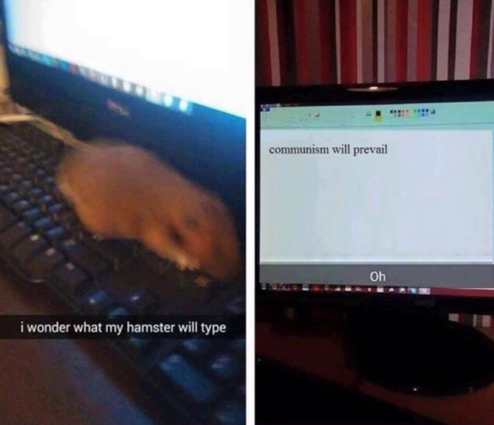 Hamster Snapchat