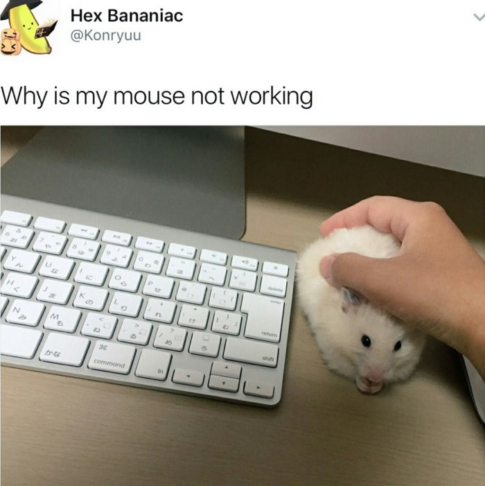 Hamster Memes - Mouse