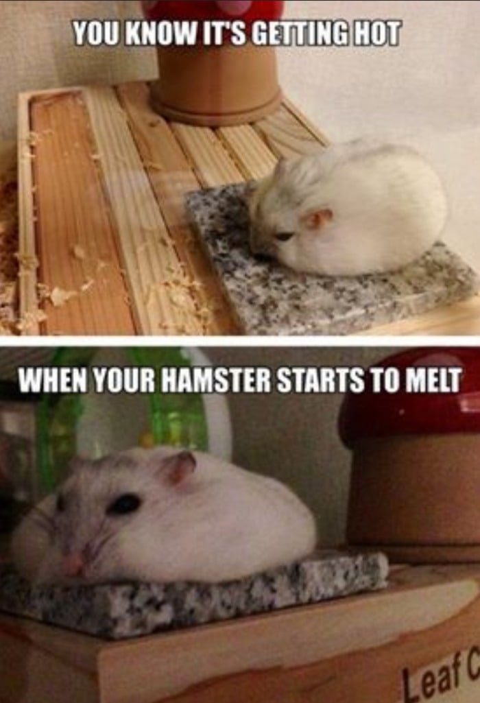 Hamster Melting