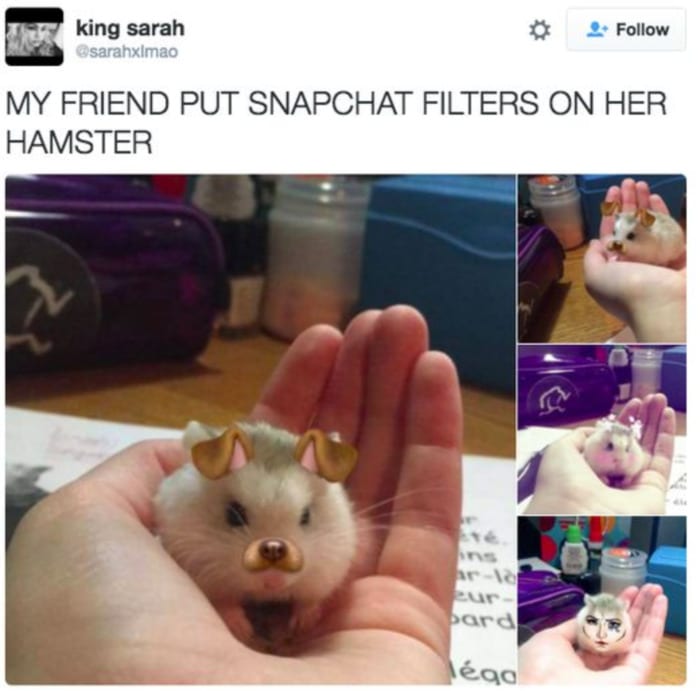 Hamster - Snapchat Filters