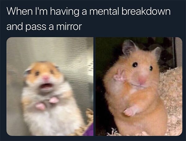 Hamster Memes - Breakdown