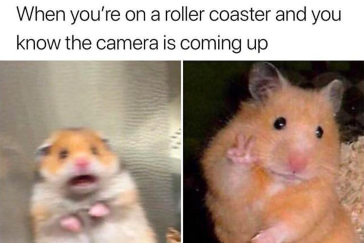 29 of the Cutest Hamster Memes We Could Find